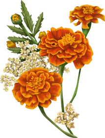 Detailed Illustrated Marigolds