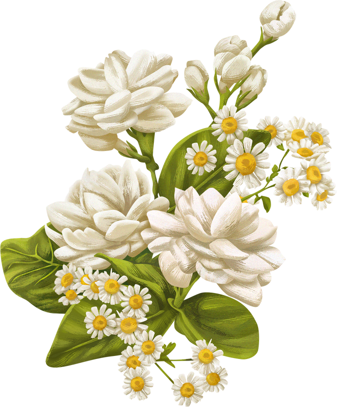 Detailed Illustrated Jasmine Flowers