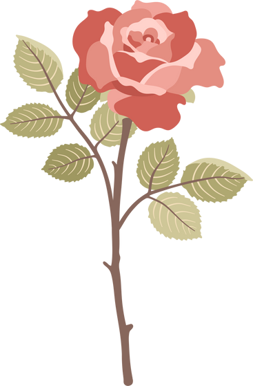 Rose Flower Illustration